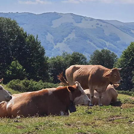 L' Orso Felice - Turistico A Campo Felice Collimento