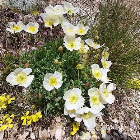 L' Orso Felice - Turistico A Campo Felice