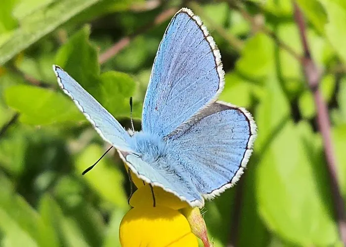 L' Orso Felice - Turistico A Campo Felice Lägenhet *