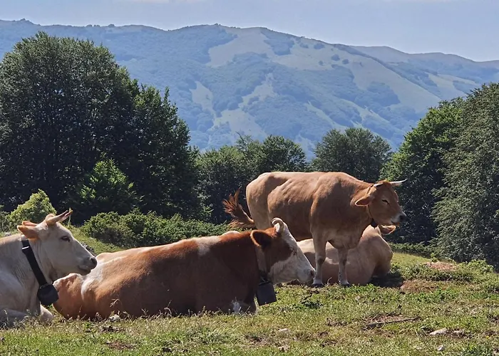 L' Orso Felice - Turistico A Campo Felice Collimento