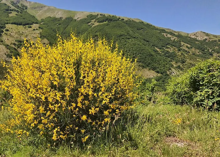 L' Orso Felice - Turistico A Campo Felice * Collimento